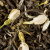 Чай зеленый Dammann Vert Jasmin  (Зеленый с жасмином), пакетики 25x2 гр.